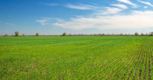 Agricultural Land for Sale in Pataudi, Gurugram, Haryana